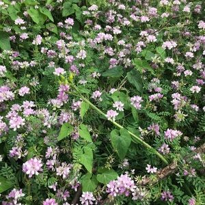 Meet your Posher, Mackenzie